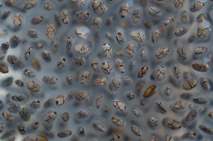 Close up photo of chia seeds making a gel