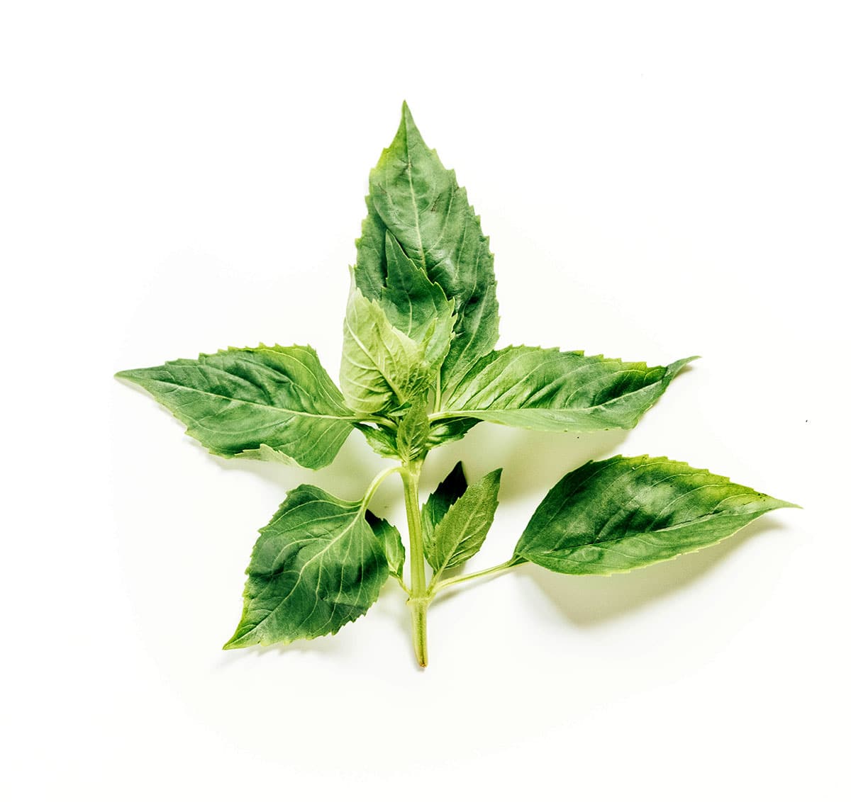 A sprig of basil on a white background.