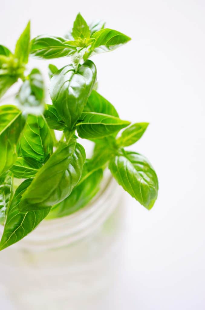 Basil 101 Everything You Need To Know About Cooking With Basil,Unsanded Grout