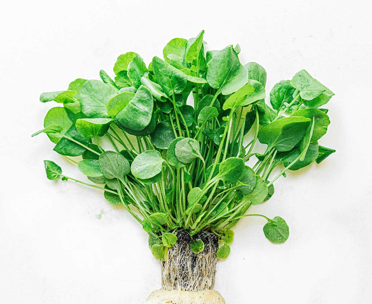 Watercress leaves attached to root on a white background