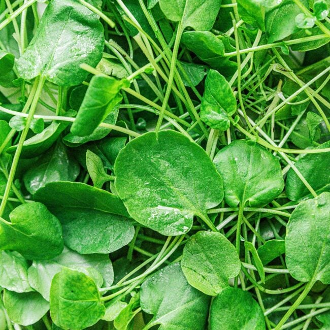 Watercress leaves close up