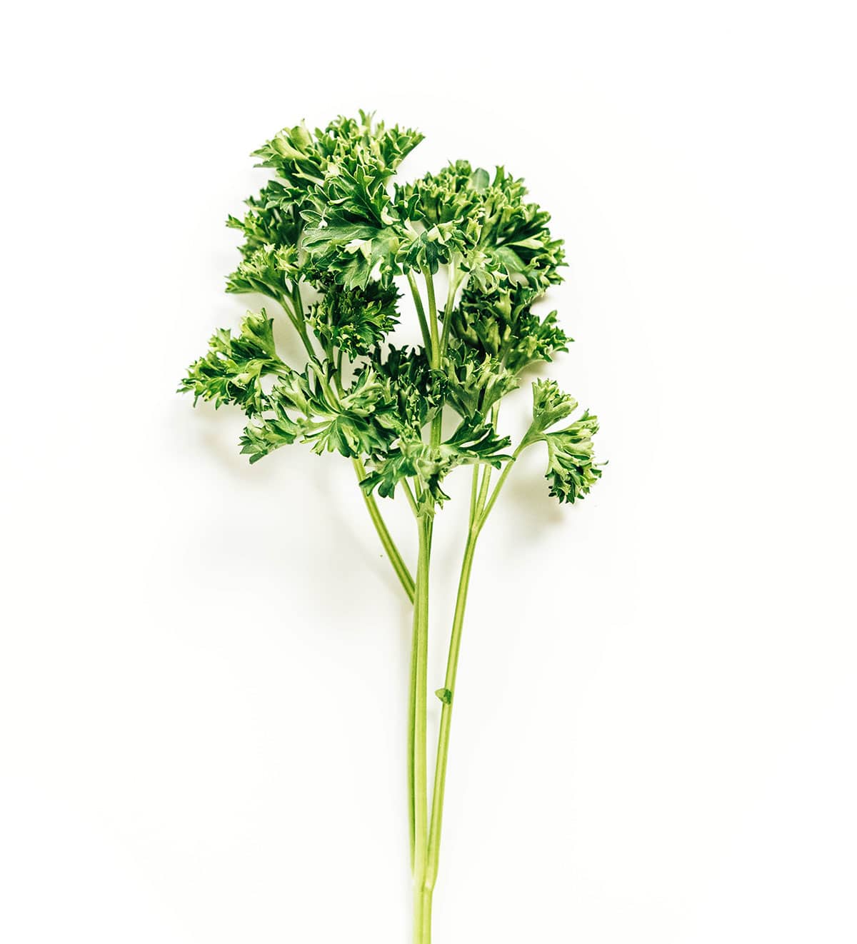 A bunch of curly parsley on a white background