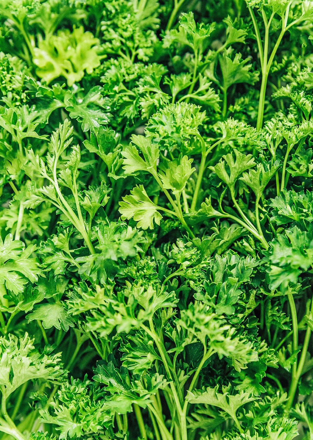 An up close view detailing the texture of curly parsley