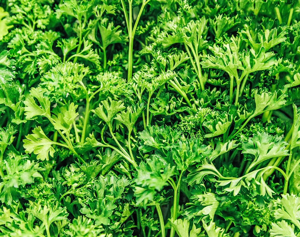 An up close view detailing the texture of curly parsley