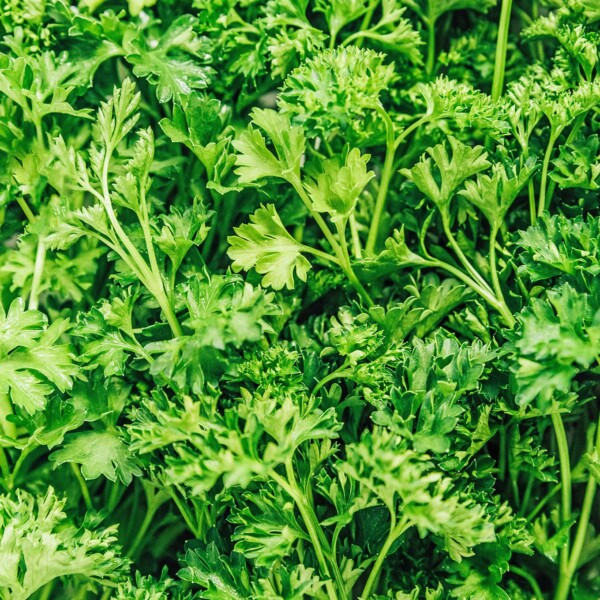 Close-up of vibrant, fresh parsley leaves showcasing their distinct curly and flat textures.