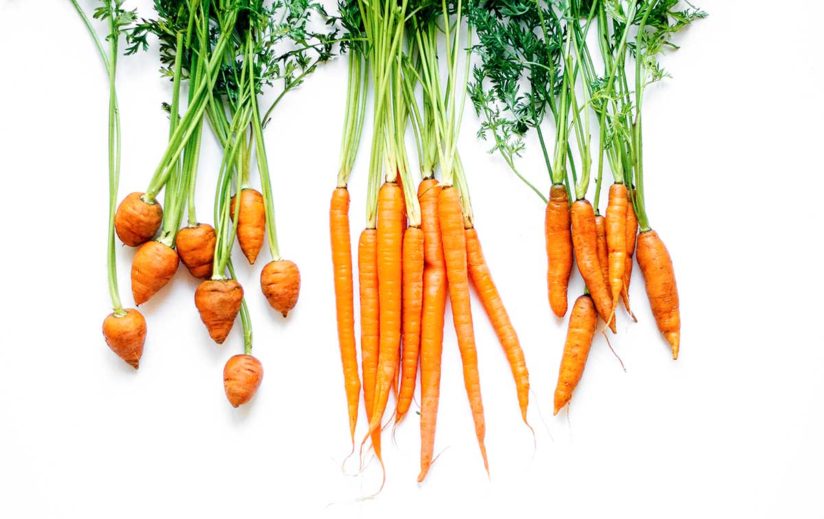 Different varieties of carrots on a white background
