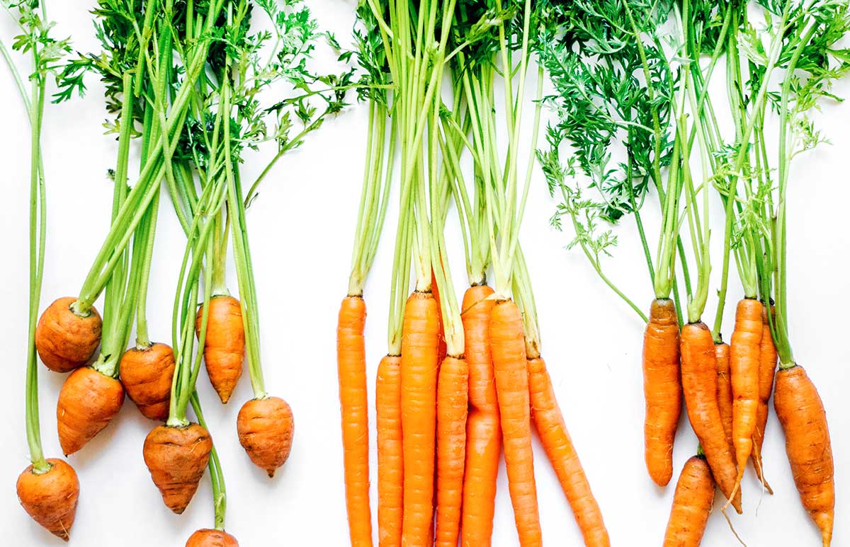 Different varieties of carrots on a white background
