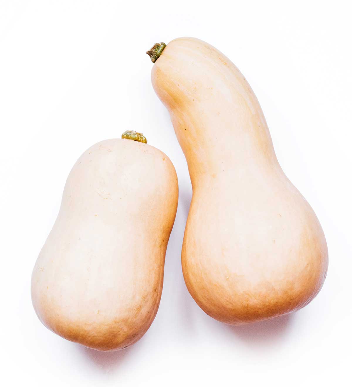 Butternut squash on a white background