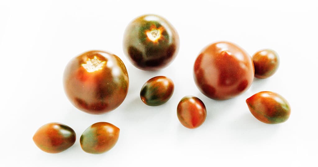 Dark tomatoes on a white background