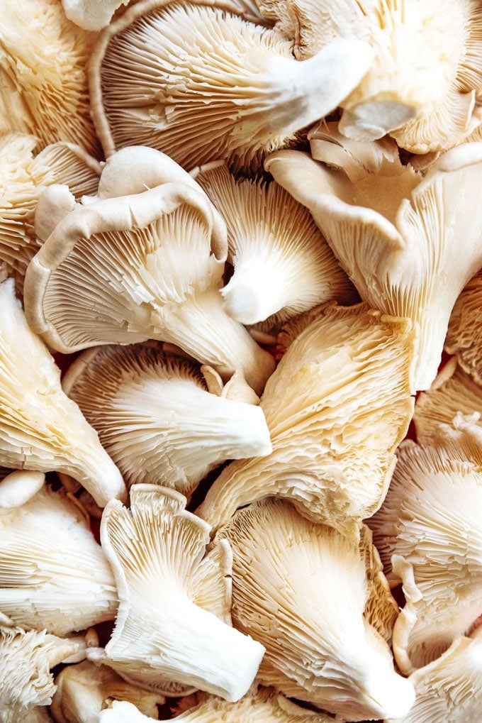 Close up photo of pearl oyster mushrooms