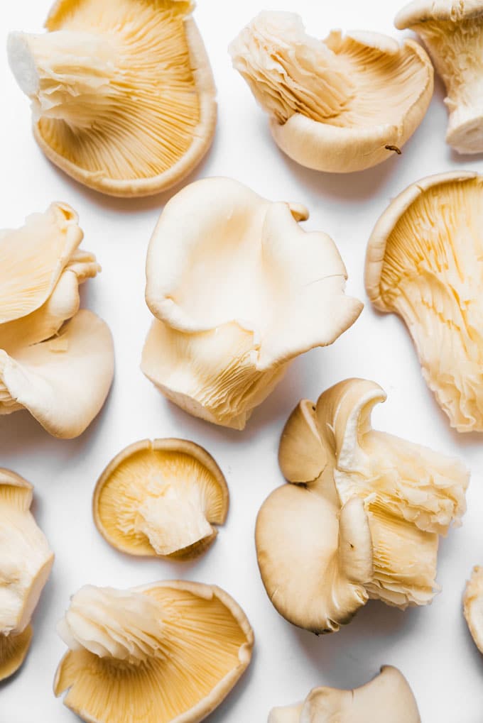 Pearl oyster mushrooms on white background