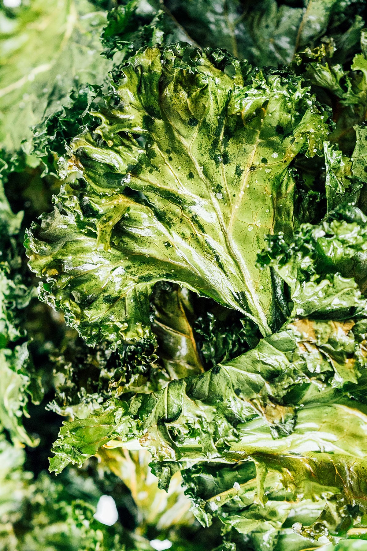 Close up photo of kale chips
