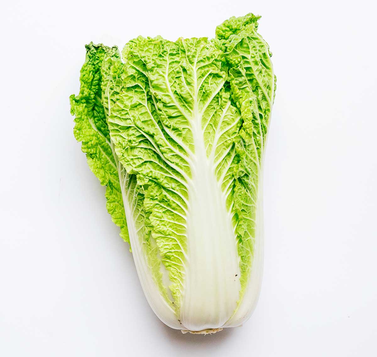 Whole napa cabbage on a white background