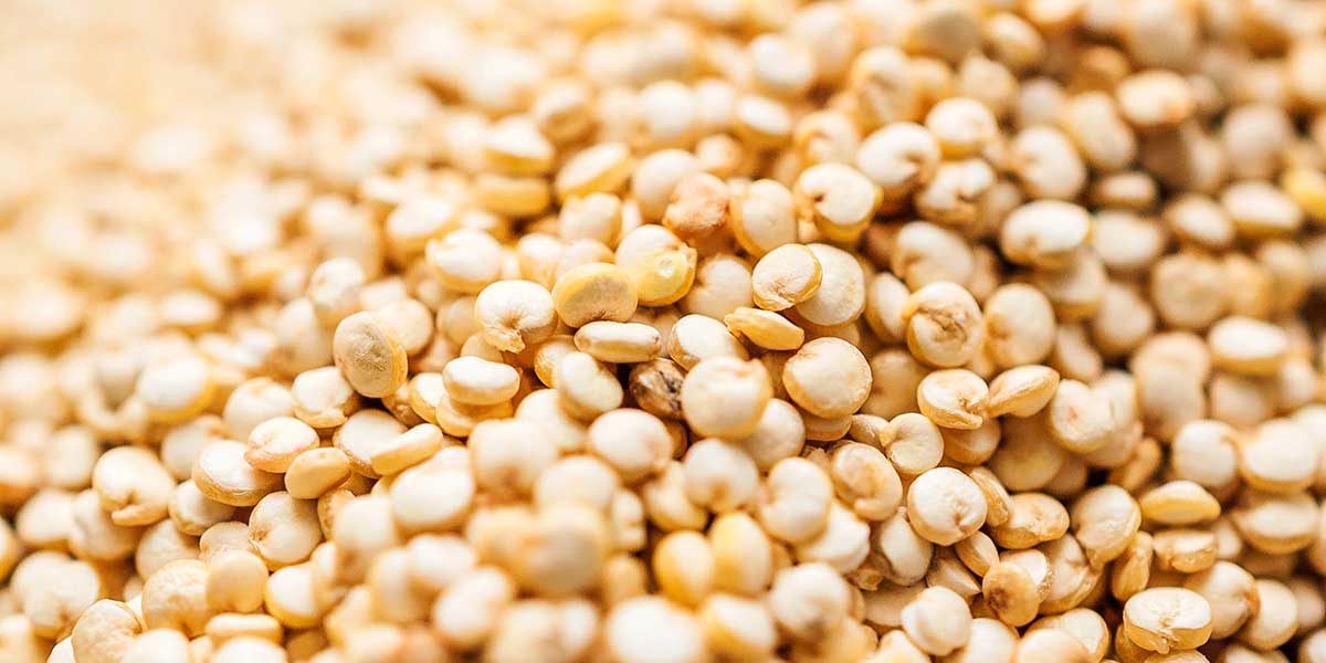 Close up photo of quinoa