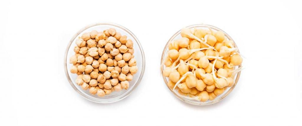 Sprouted chickpeas in a bowl on a white background