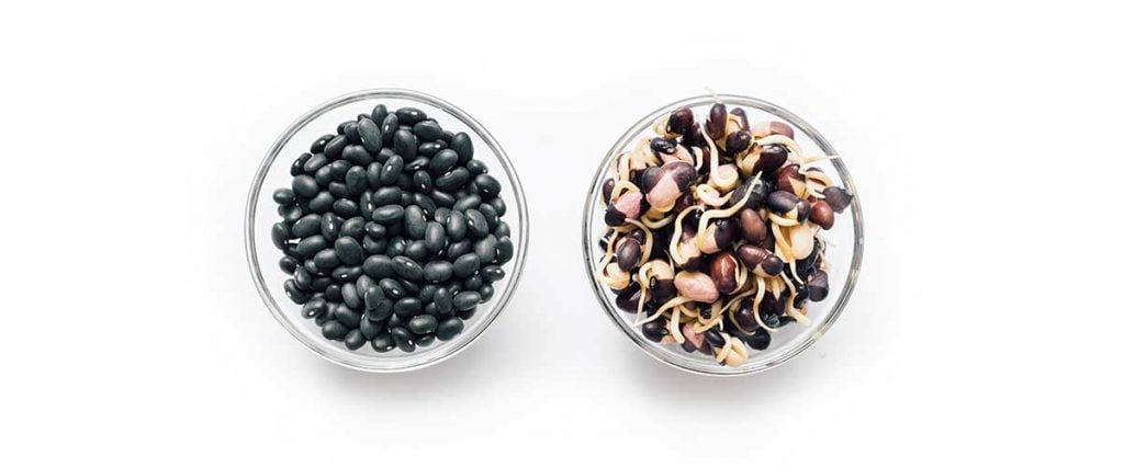 Sprouted black beans in a bowl on a white background