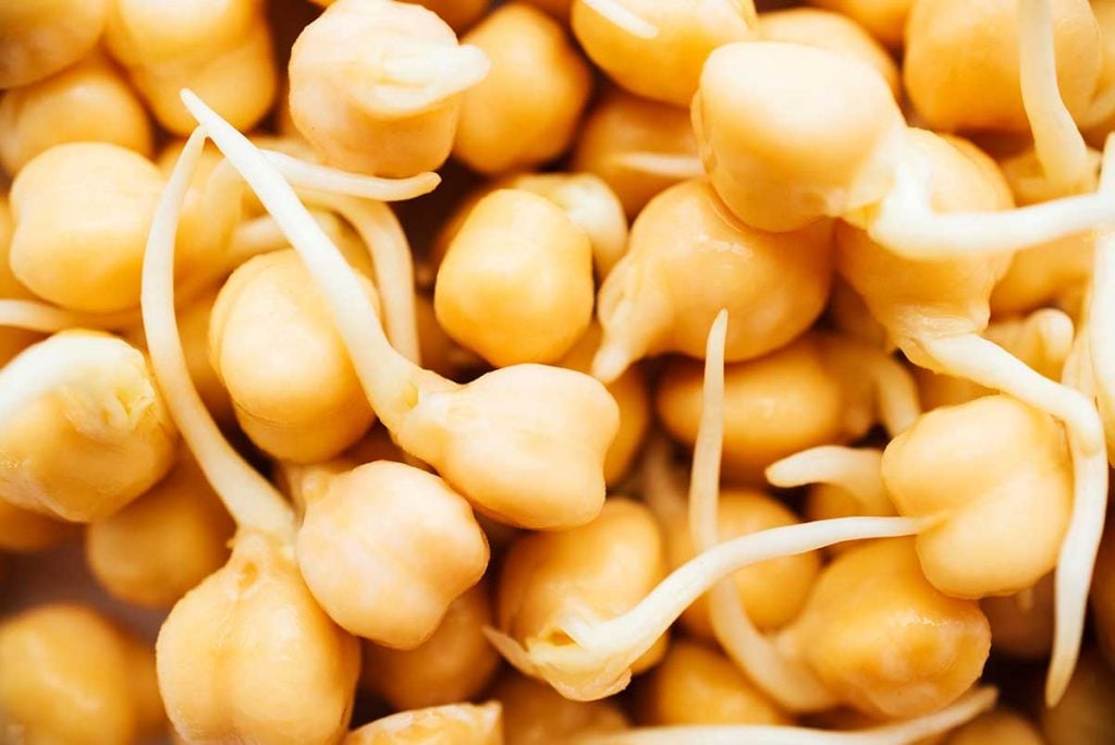Closeup photo of sprouted chickpeas