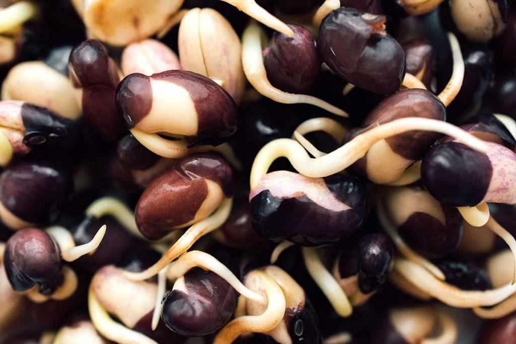 Closeup photo of sprouted black beans