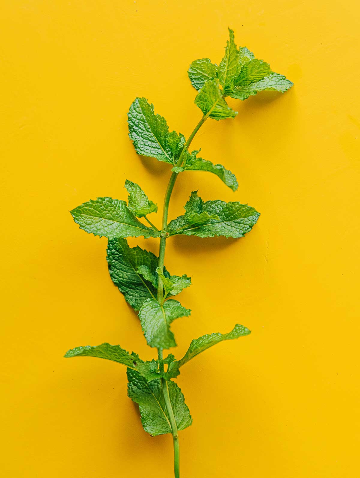 Fresh mint on a yellow background