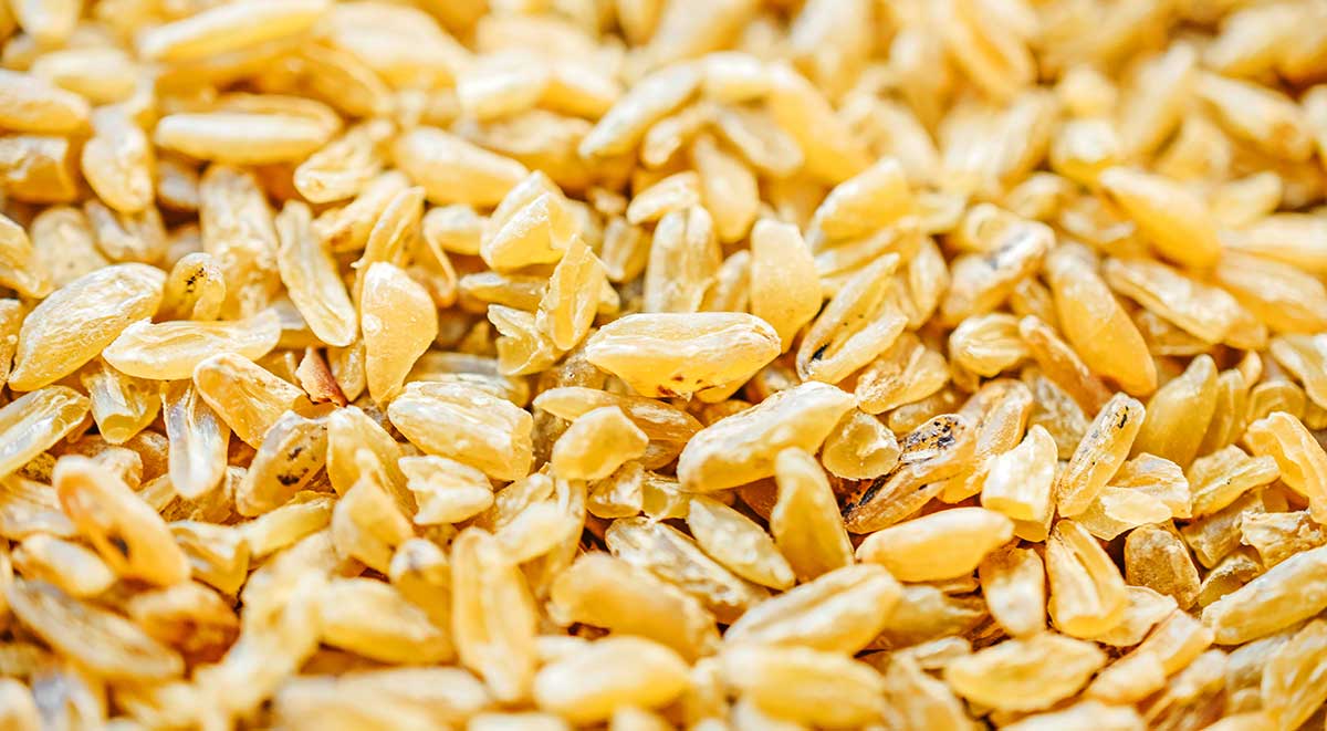 A close-up photo of uncooked freekeh that displays the grains' texture