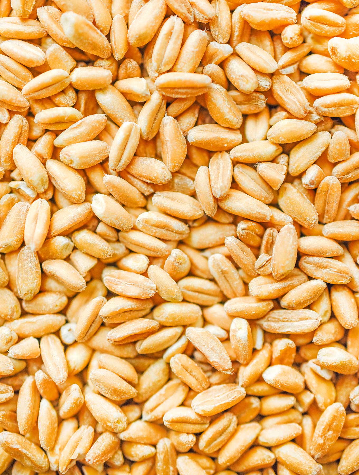 A close-up shot of uncooked farro detailing the texture of the grains