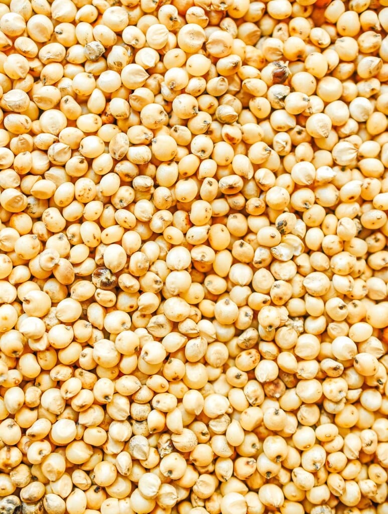 A large batch of uncooked sorghum