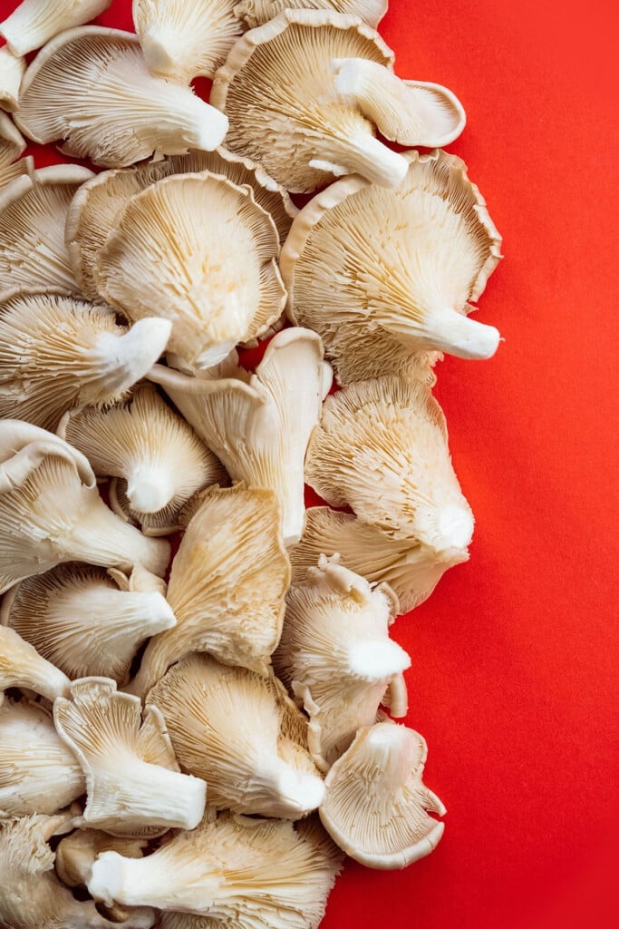 Oyster mushrooms on a red background.