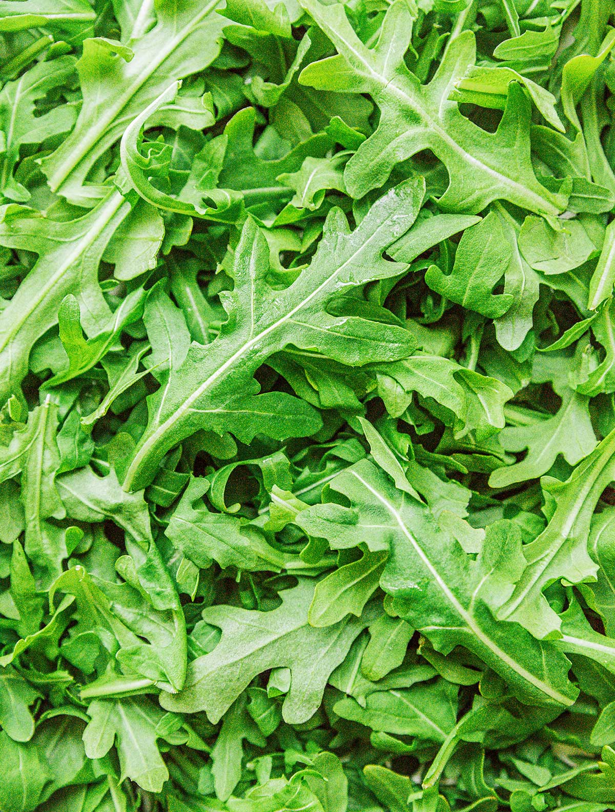 A close up image detailing the texture of arugula 