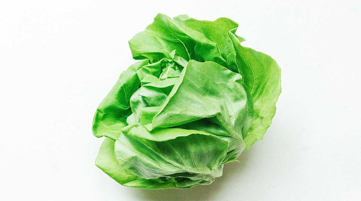 A head of green butterhead lettuce on a white background