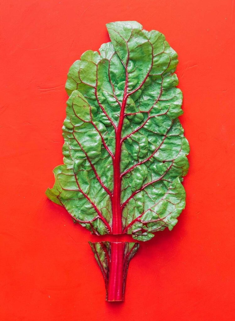 A chard leaf with the bottom of the stem removed