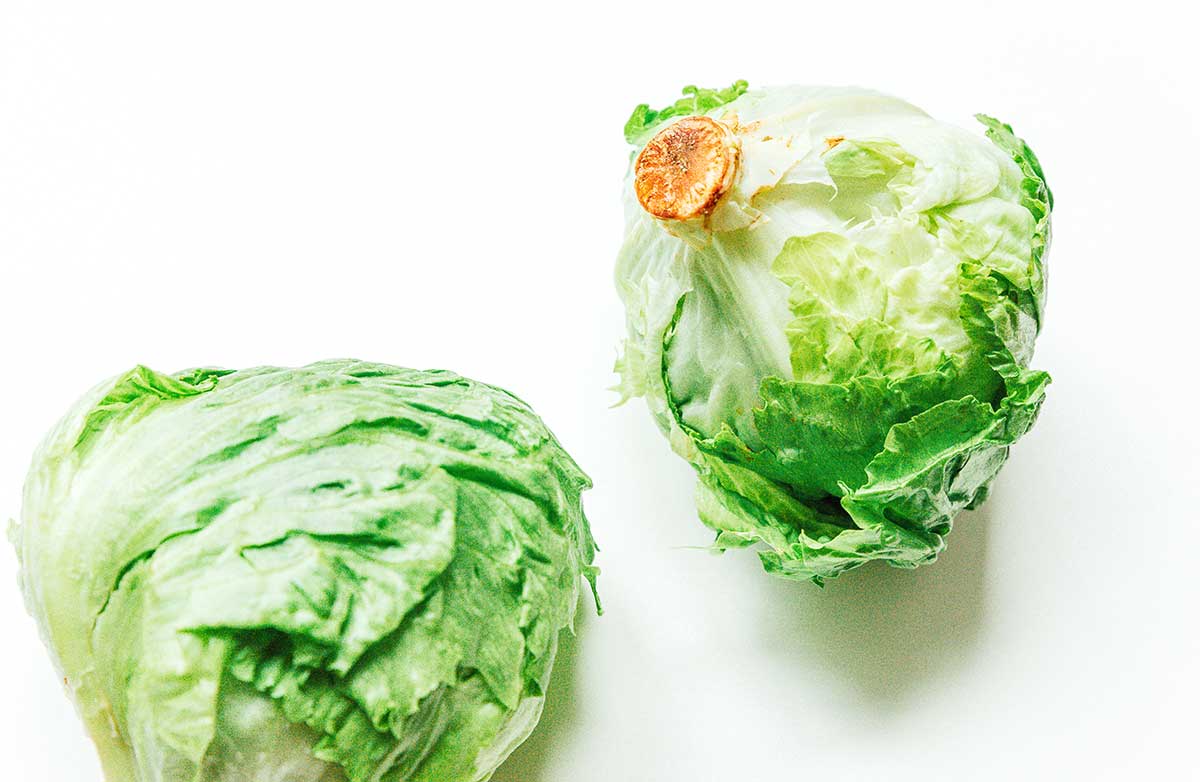 Two heads of iceberg lettuce on a white background