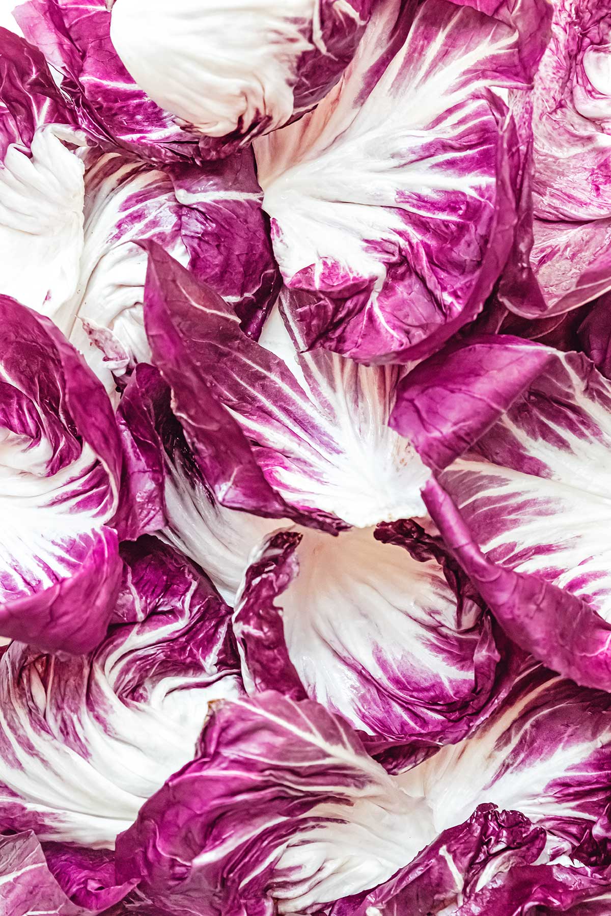 An up-close view detailing the texture and color of radicchio lettuce leaves