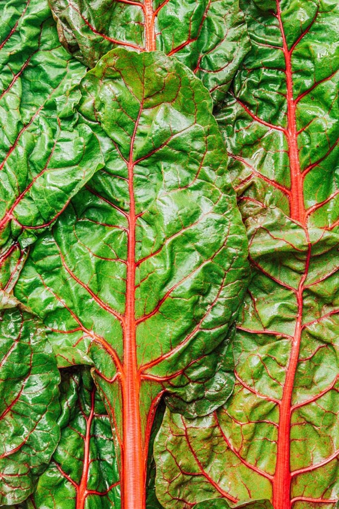 An up-close view at Swiss chard leaves laid in neat layers