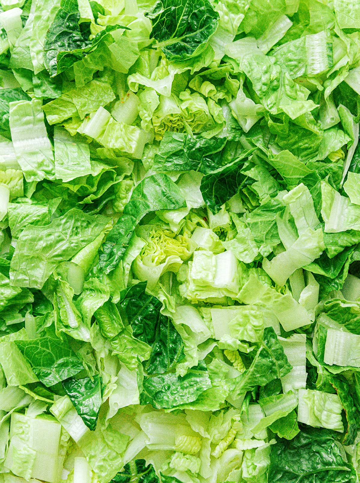 A up-close view detailing the texture of sliced romaine lettuce