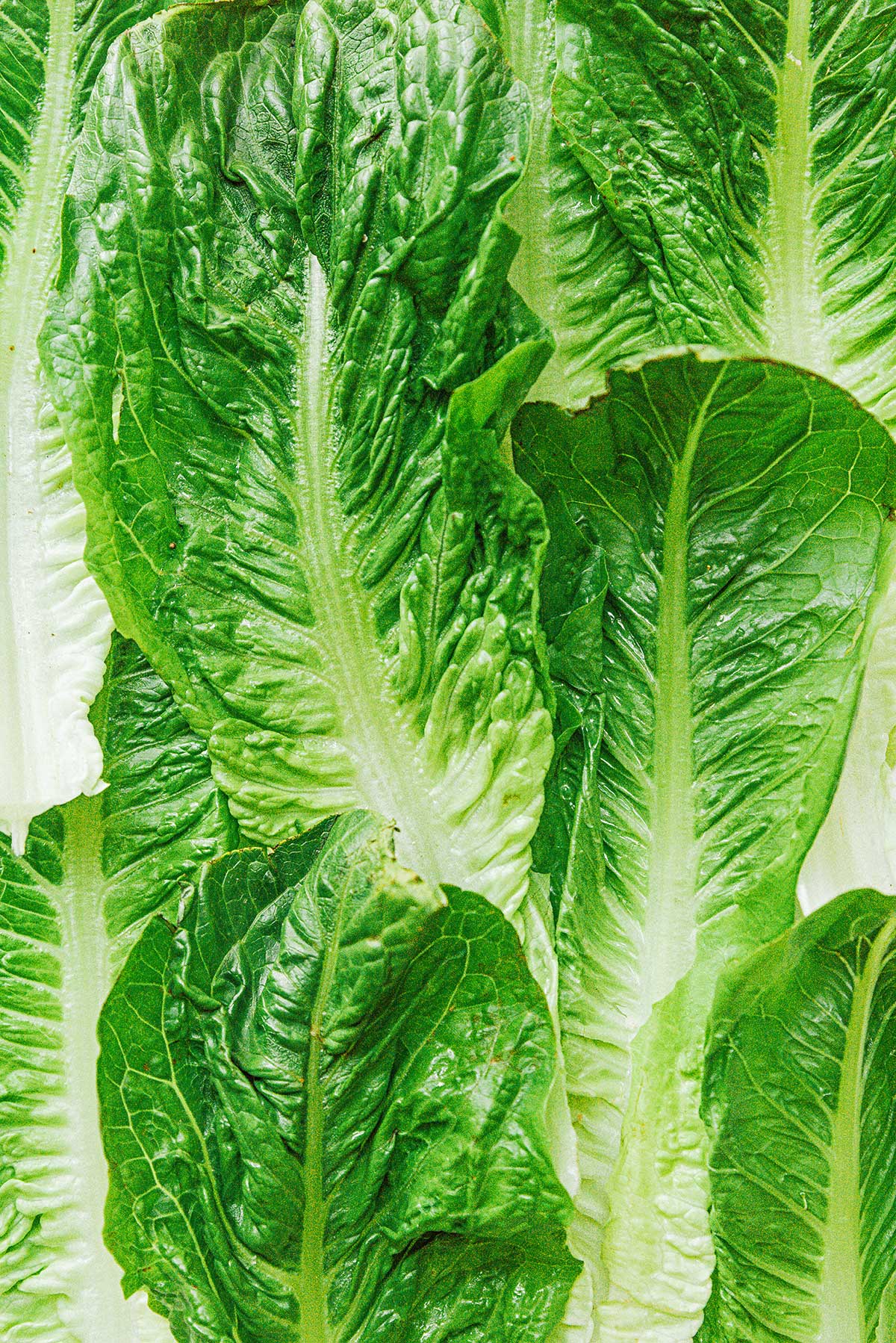 A up-close view detailing the texture of whole romaine leaves