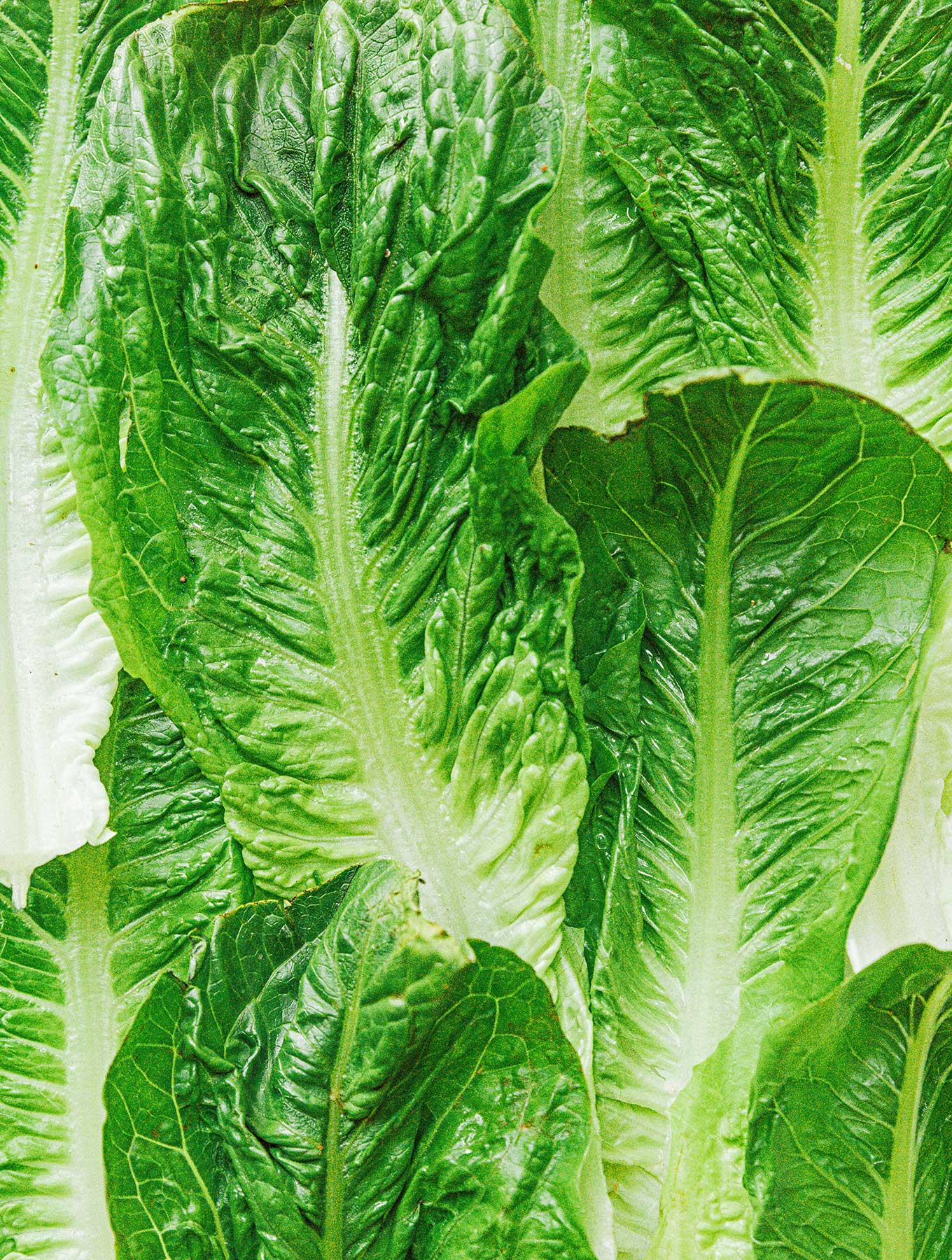 Romaine Lettuce 101: Everything You Need to Know! | Live Eat Learn