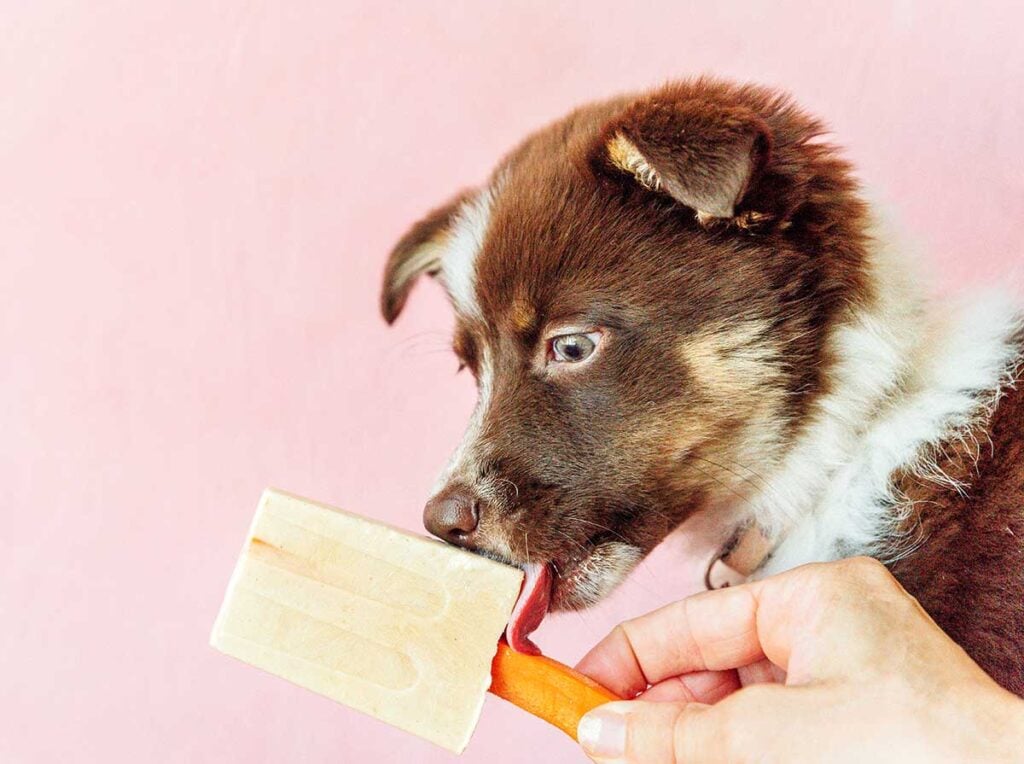 Dog eating dog popsicles with carrot sticks