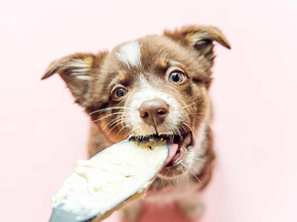 Puppy licking batter off of spoon