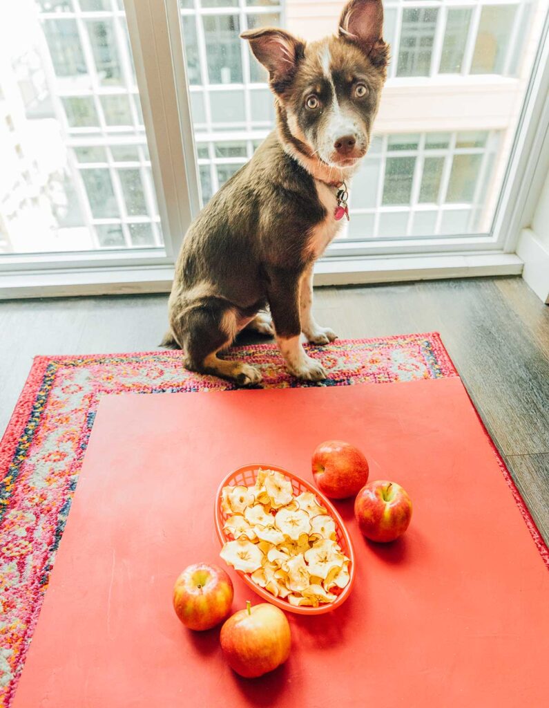 An image displaying the setup for taking photos of apple chips - a red poster board topped with ingredients and chips, with a dog overlooking close by