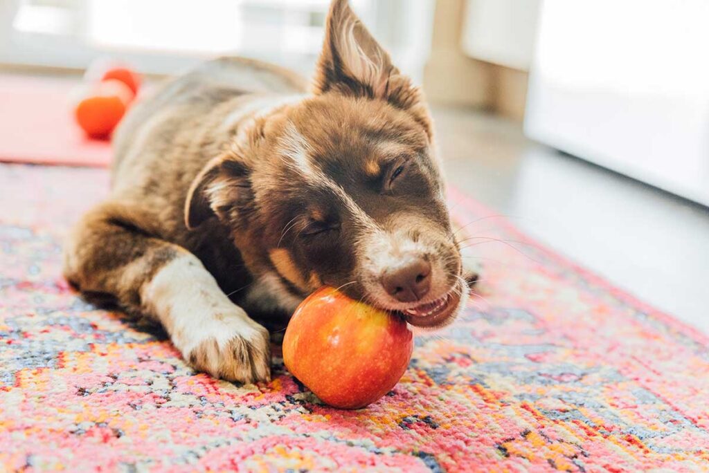 A dog lying on a rug munching on an apple