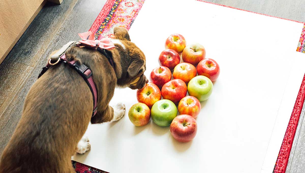 A dog sniffing an apple lying in a group of apples on a piece of white poster board