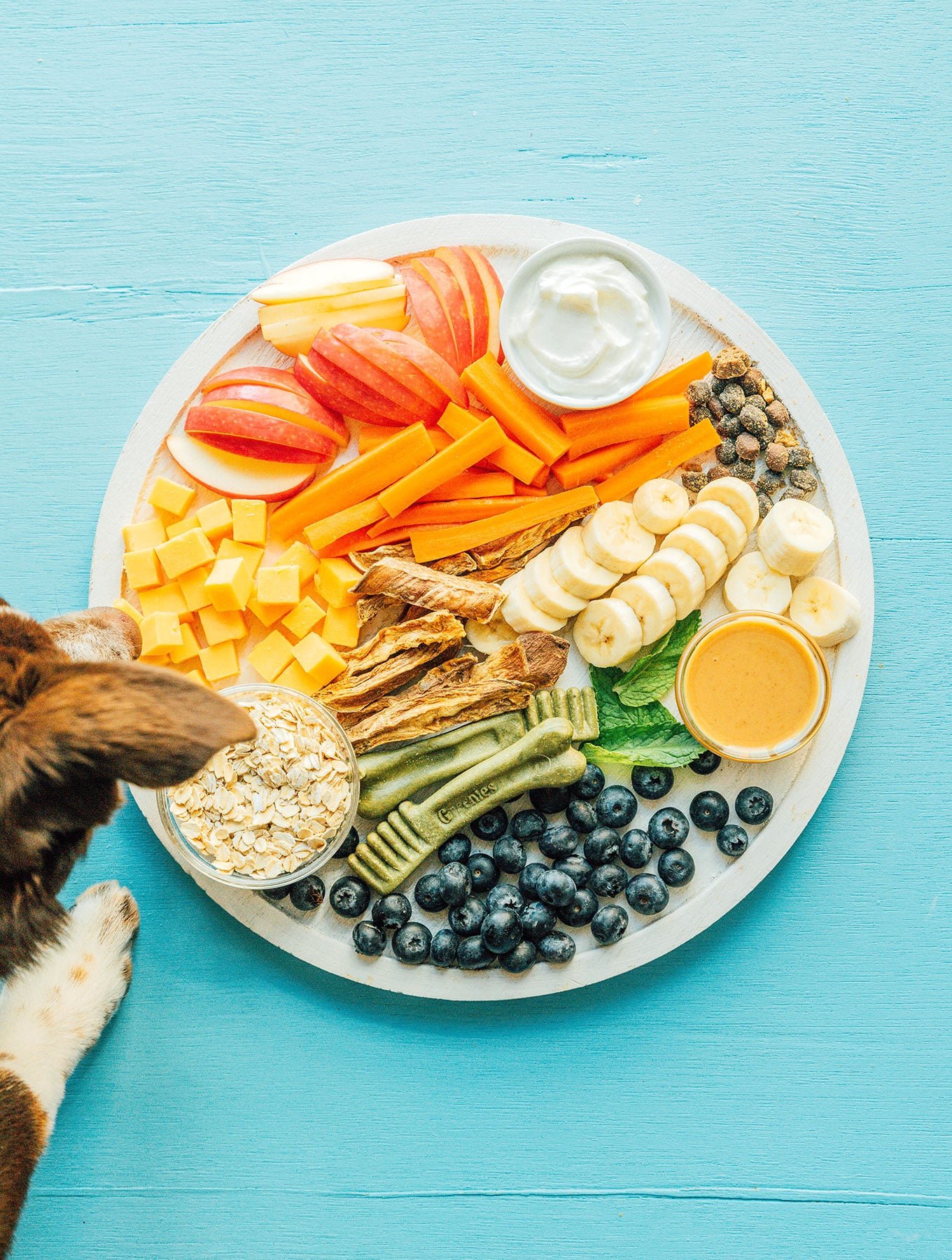 A dog charcuterie board assembled and placed on a blue background as a dog hovers over and stiffs the board
