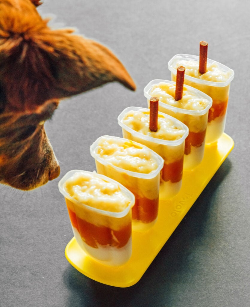 A dog sniffing five candy corn pupsicles assembled in popsicle molds
