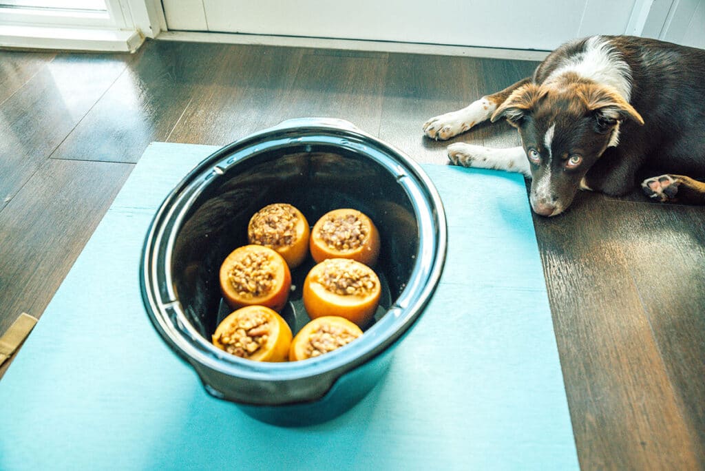 A crock pot filled with 6 stuffed apples and sitting on a blue background while a dog looks on
