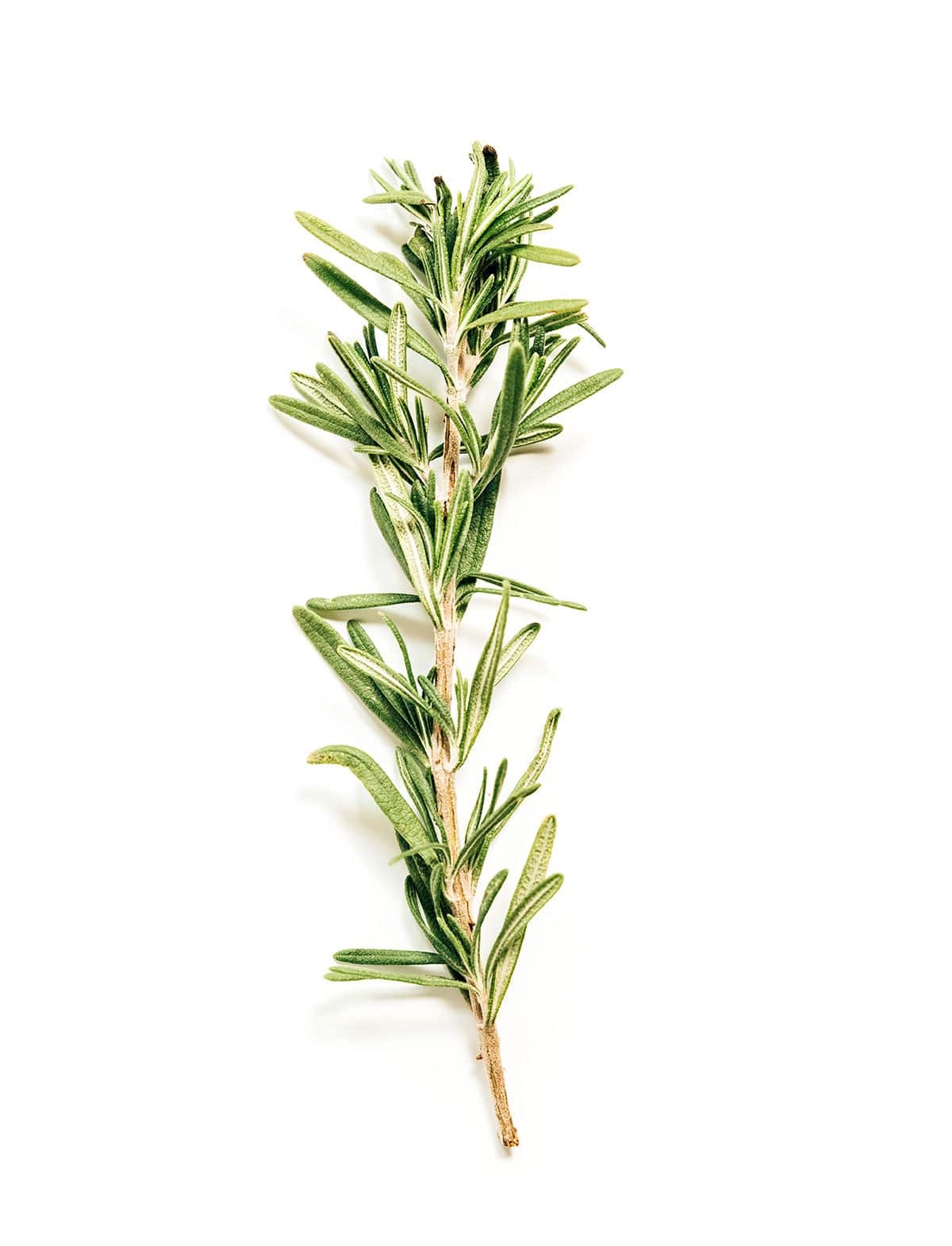 Rosemary sprig on a white background.
