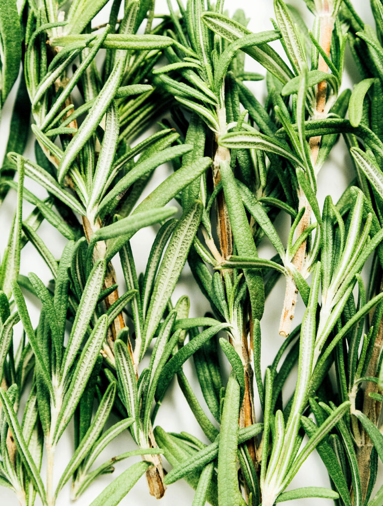 An up-close view detailing the textures and colors of rosemary sprigs
