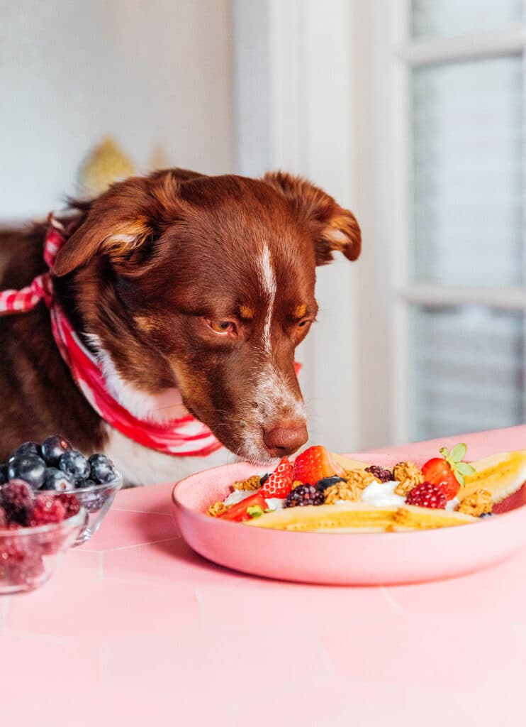 A dog sniffing a bowl of yogurt and berries in a split banana on a shallow bowl.