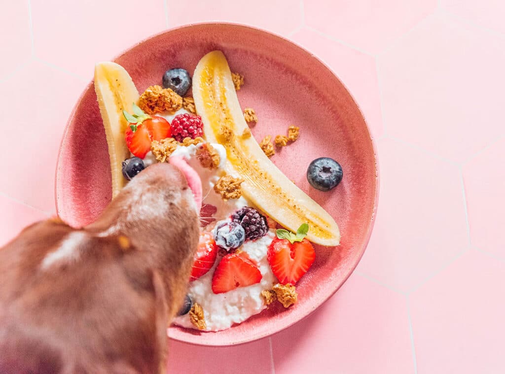 A dog licking yogurt and berries from between a split banana on a shallow bowl.
