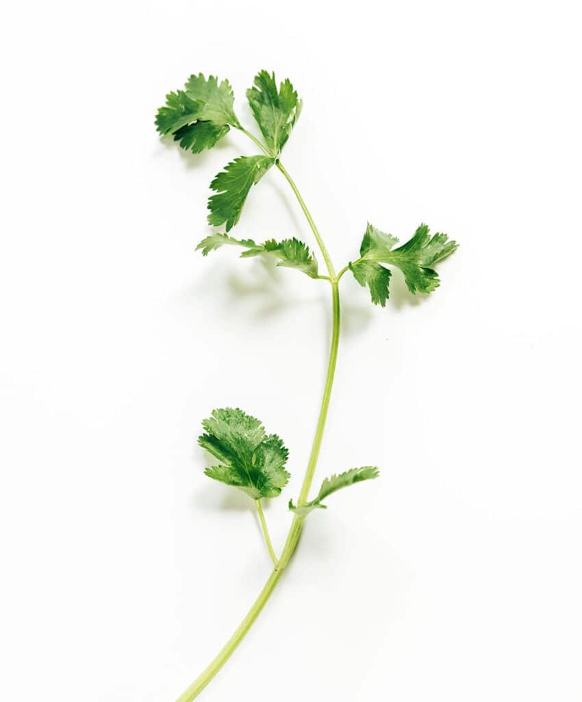 One stem of cilantro on a white background