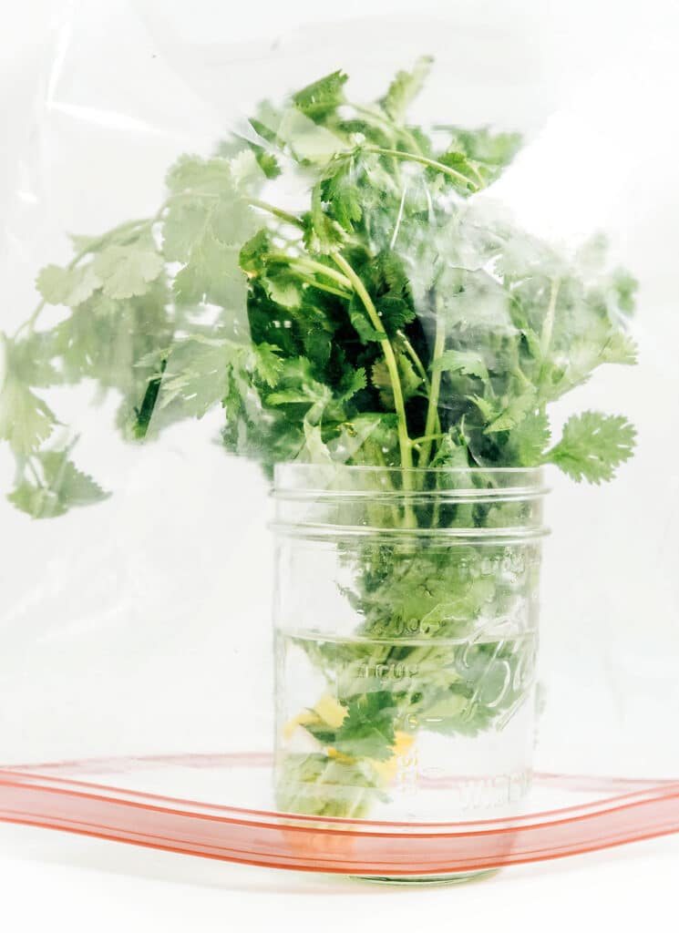 A plastic baggie covering a bunch of cilantro inside a mason jar filled half way with water